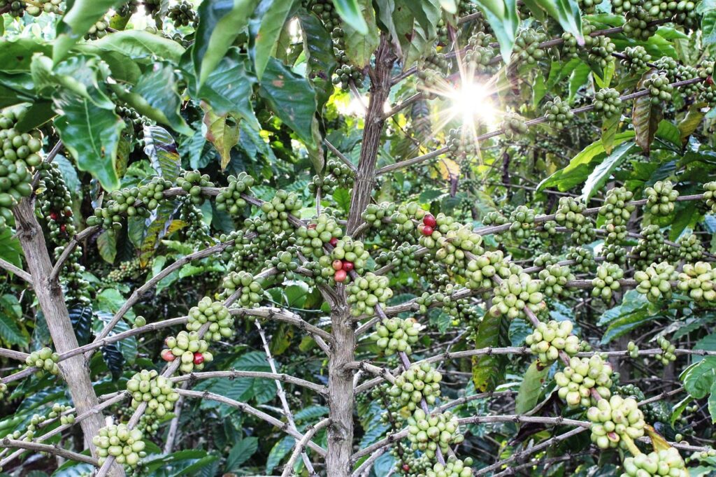 coffee, tree, grain, agriculture, grains, nature, farm, crop, coffee plantation, field, coffee plantation, coffee plantation, coffee plantation, coffee plantation, coffee plantation