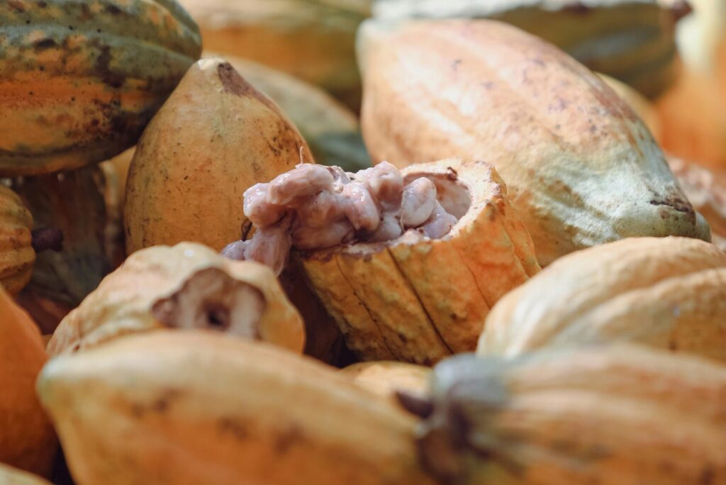 Cocoa pods freshly harvested and piled together, showcasing their vibrant colors in Paragominas, Pará, Brazil.