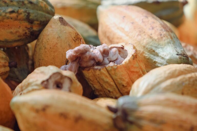 Cocoa pods freshly harvested and piled together, showcasing their vibrant colors in Paragominas, Pará, Brazil.